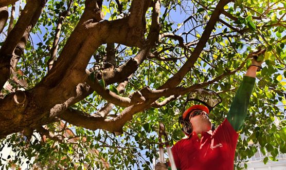 Man pruning tree